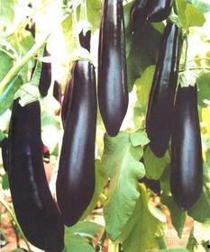 茄瓜晒干禁忌什么吃,哪些食物不宜同食