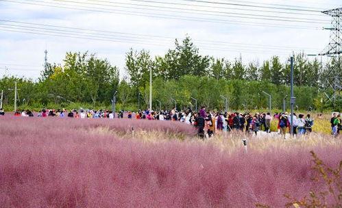 大兴区网红地,探寻京城新晋热门景点