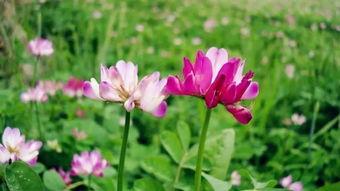 头条各野菜,各色野菜的营养与美味